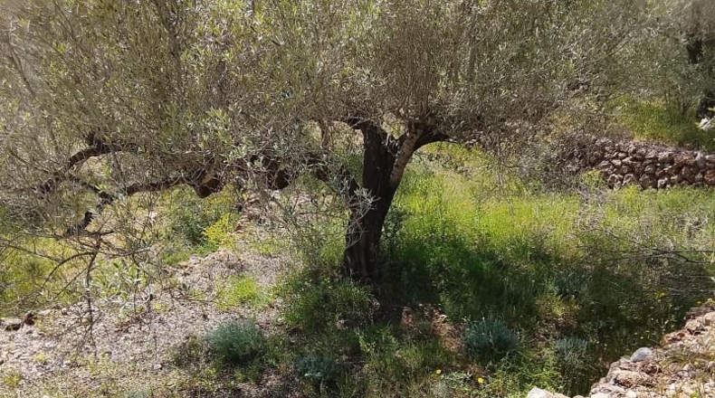 Tarragona - Tortosa - 20845m2