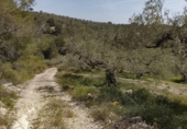 Non-developable land for sale on España, Tortosa, ref: TR405577 photo