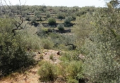 Non-developable land for sale on España, Tortosa, ref: TR405577 photo