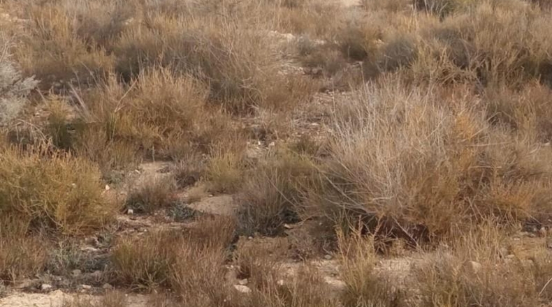 Alicante - Mutxamel - 10080m2