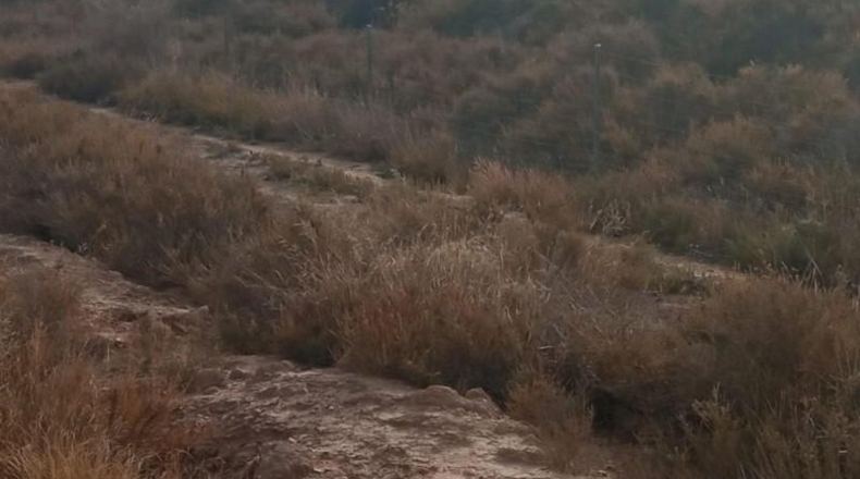Alicante - Mutxamel - 10080m2