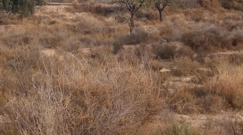 Alicante - Mutxamel - 10080m2