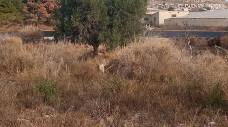 Alicante - Mutxamel - 10080m2