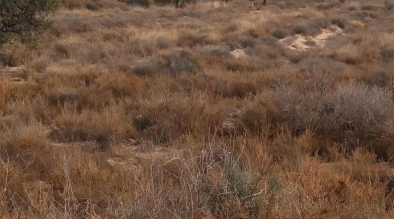 Alicante - Mutxamel - 10080m2