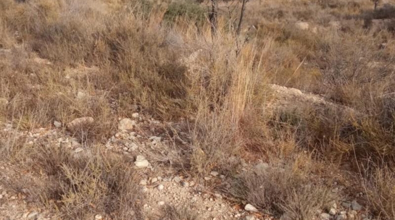Alicante - Mutxamel - 10080m2