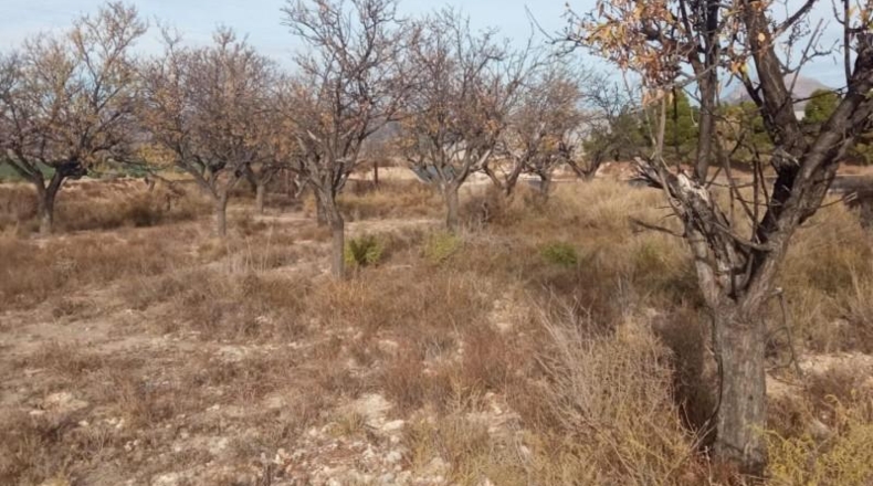 Alicante - Mutxamel - 10080m2