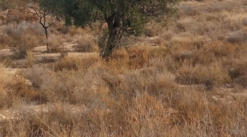 Alicante - Mutxamel - 10080m2