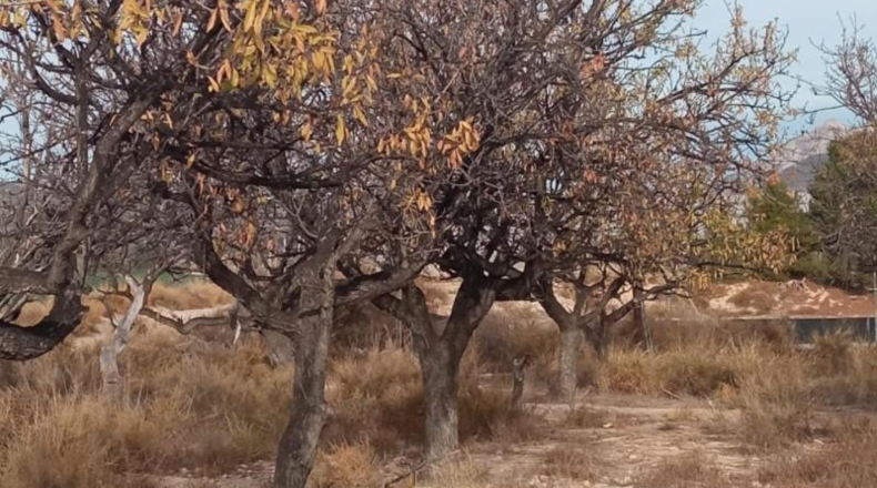 Alicante - Mutxamel - 10080m2