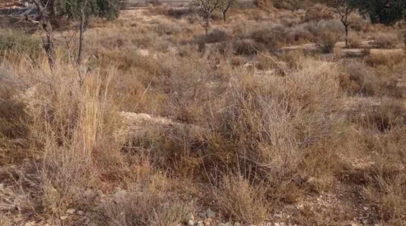 Alicante - Mutxamel - 10080m2