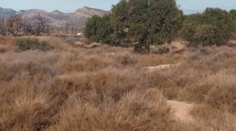 Alicante - Mutxamel - 10080m2