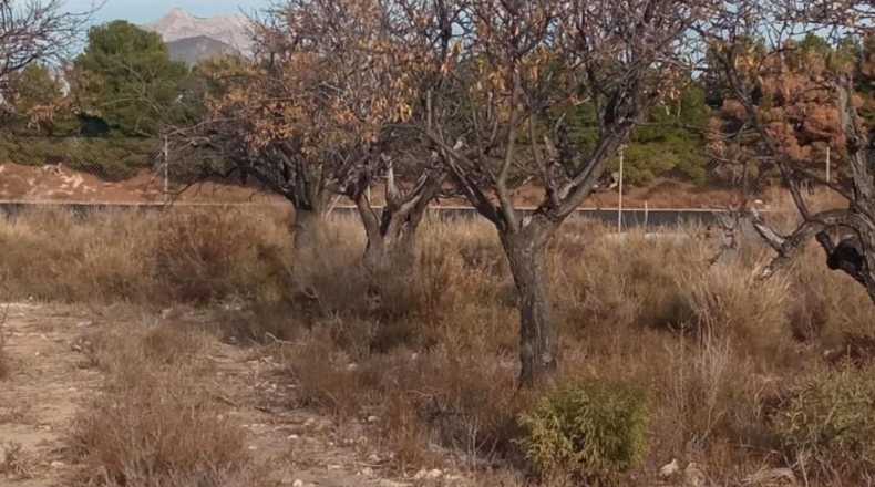 Alicante - Mutxamel - 10080m2