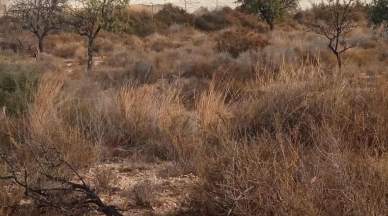 Alicante - Mutxamel - 10080m2
