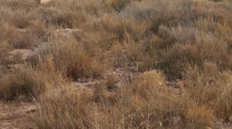 Alicante - Mutxamel - 10080m2