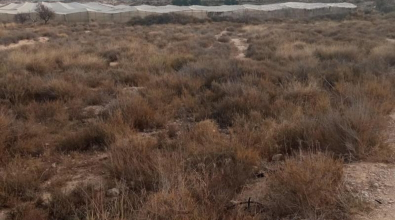 Alicante - Mutxamel - 10080m2