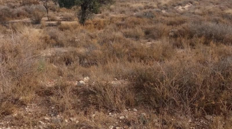 Alicante - Mutxamel - 10080m2
