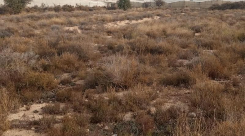 Alicante - Mutxamel - 10080m2