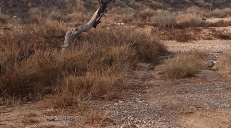 Alicante - Mutxamel - 10080m2