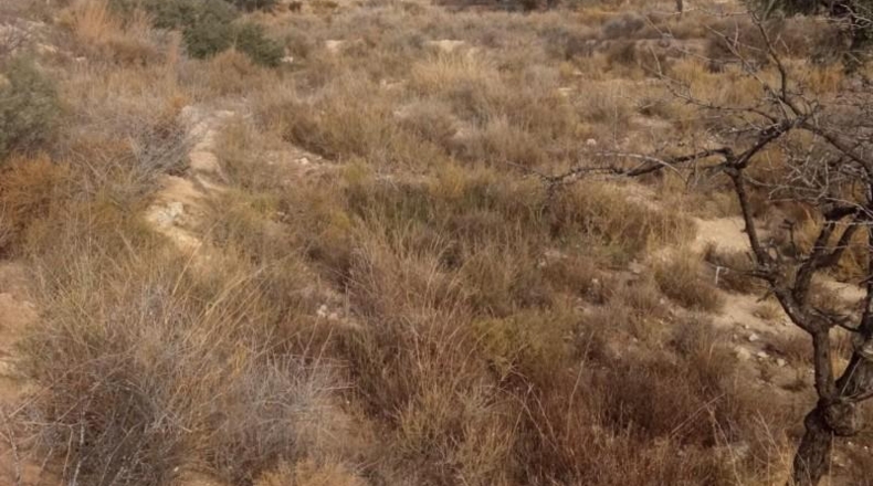 Alicante - Mutxamel - 10080m2