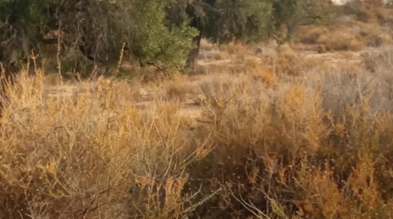 Alicante - Mutxamel - 10080m2