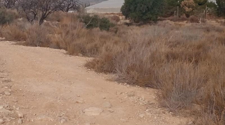 Alicante - Mutxamel - 10080m2