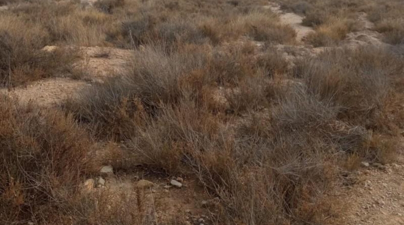 Alicante - Mutxamel - 10080m2