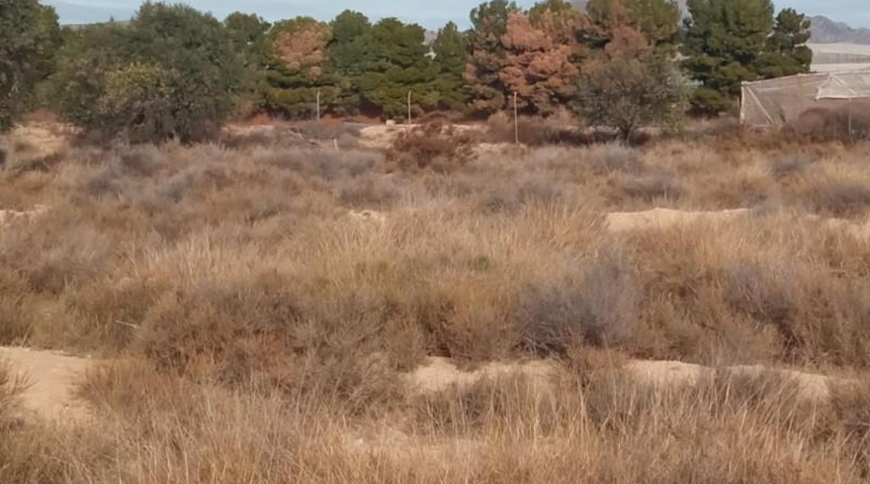 Alicante - Mutxamel - 10080m2