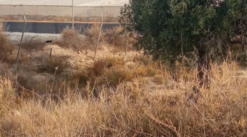 Alicante - Mutxamel - 10080m2