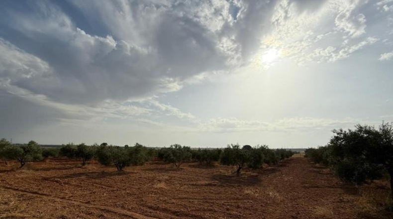 Seville - Carmona - 13870m2