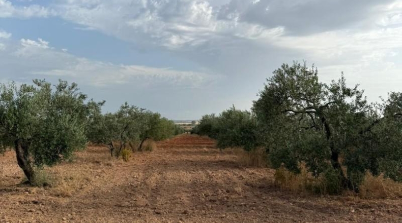 Seville - Carmona - 13870m2