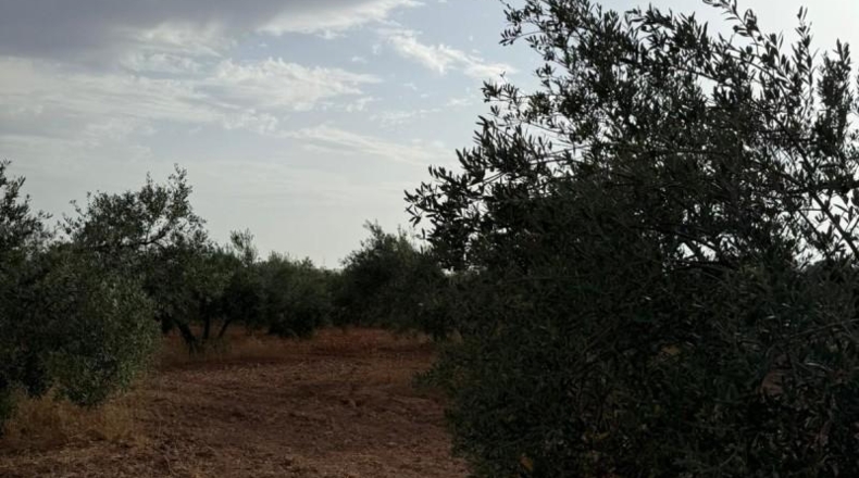 Seville - Carmona - 13870m2