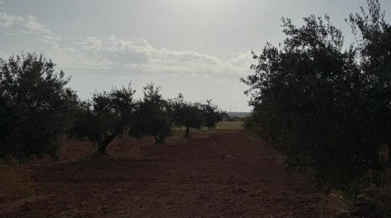 Seville - Carmona - 13870m2