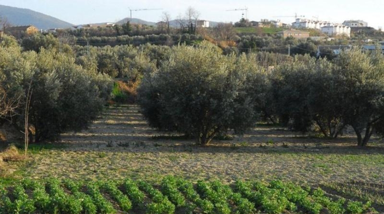 Granada - Villa de Otura - 7750m2