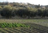 Земля на продажу у города Villa de Otura Фото