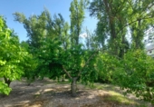 Masia with land for sale in Orcera ref: TR405629 photo