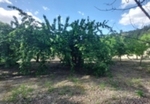 Masia with land for sale in Orcera ref: TR405629 photo