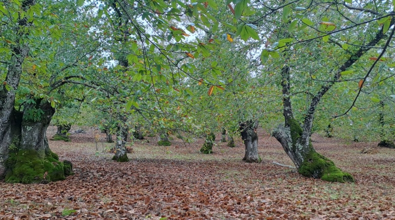 Huelva - Los Marines - 10000m2