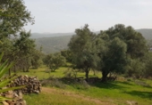 Rural estate for sale in Aroche ref: TR405644 photo