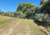 Rural estate for sale in Aroche ref: TR405644 photo