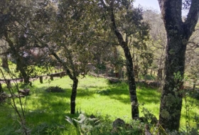 Cortelazor 30000&nbsp;m²