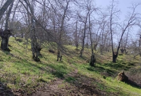 Cortelazor 30000&nbsp;m²