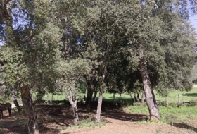 Cortelazor 30000&nbsp;m²