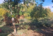 Rural estate for sale in Jabugo ref: TR405650 photo