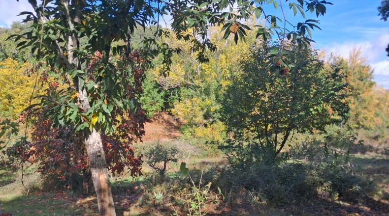Huelva - Jabugo - 23000m2