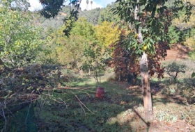 Jabugo 23000&nbsp;м²