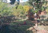 Rural estate for sale in Jabugo ref: TR405650 photo