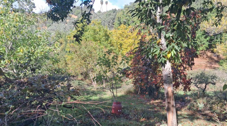 Huelva - Jabugo - 23000m2