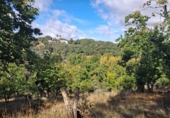Rural estate for sale in Jabugo ref: TR405650 photo