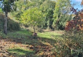 Rural estate for sale in Jabugo ref: TR405650 photo