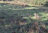 Rural estate for sale in Jabugo ref: TR405650 photo