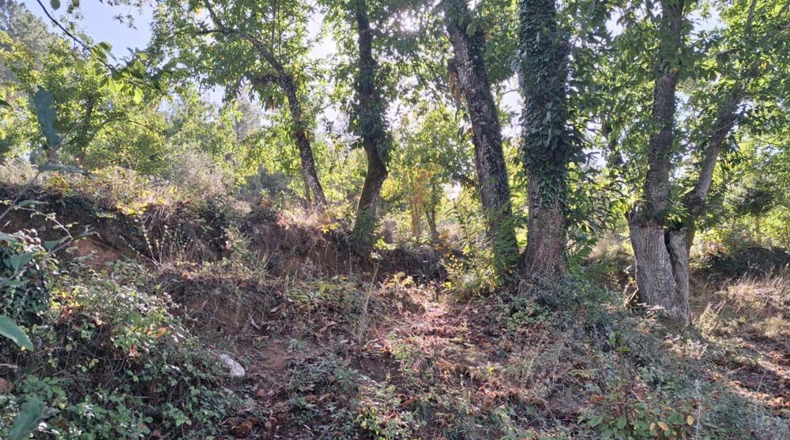 Huelva - Jabugo - 23000m2